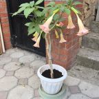 Детский батут, Гостевой дом На Прямой