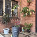 Детский батут, Гостевой дом На Прямой