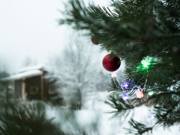 Фотография номера кемпинга Папоротник