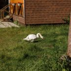 Вид на сад, База отдыха Sherwood Park Hotel