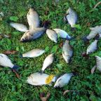 Рыбалка, Загородный дом С русской баней