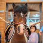 Верховая езда, Загородный отель Horseka resort