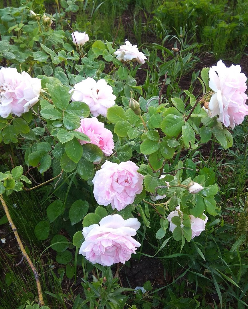 Кусты розы(шиповника) обрамляют газоны на территории дома