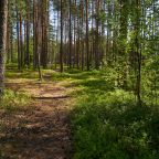 Прогулки по лесу
