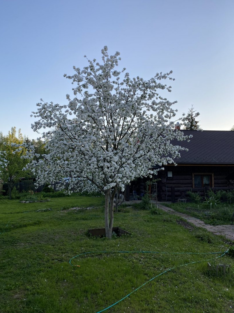Вид на сад, Гостевой дом Баня-Дом Мишуткино