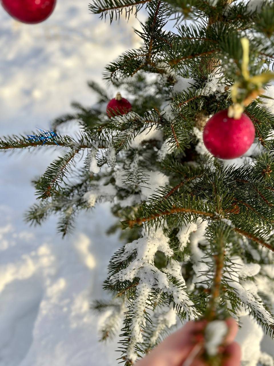 Новогодняя программа, Семейный отель Медведица Шанти