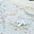 Допускается размещение домашних животных по предварительному согласованию, Гостевой дом Ясенская коса-Азовская краса