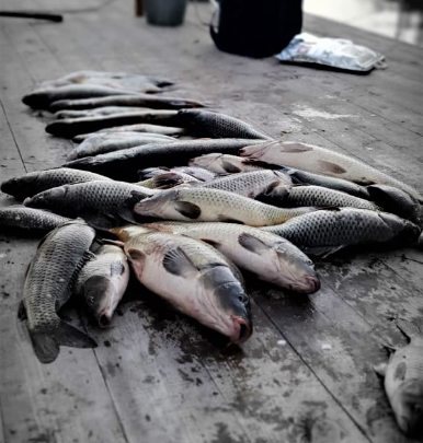 Рыболовная база Fish Sense