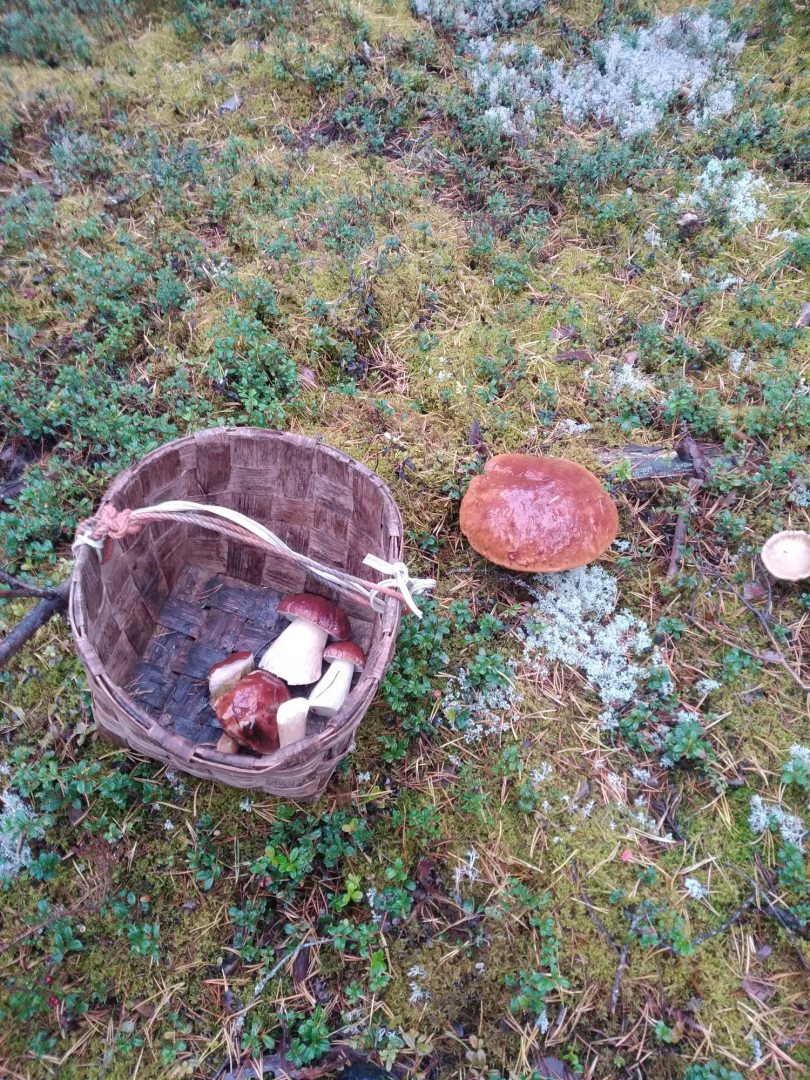 Сбор грибов и ягод, Парк-Отель Халамеево
