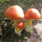 Пешие прогулки, База отдыха Аммонит