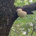 Пешие прогулки, База отдыха Аммонит