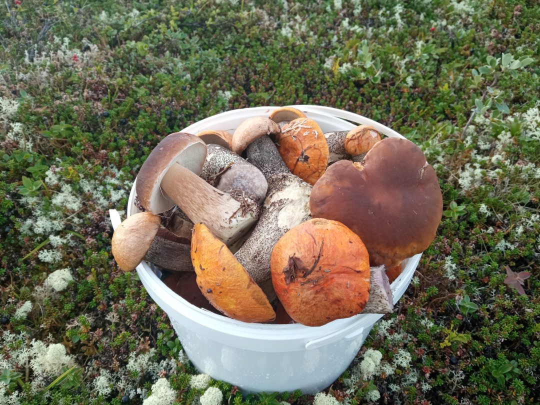 Сбор грибов и ягод, Турбаза Арктика