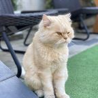 Допускается размещение домашних животных (по предварительному запросу), Гостевой дом Five story