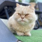 Допускается размещение домашних животных (по предварительному запросу), Гостевой дом Five story