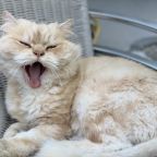 Допускается размещение домашних животных (по предварительному запросу), Гостевой дом Five story