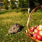 Такие осенние пейзажи природы возможно только в парк-отеле.