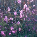 Своя ухоженная территория, Эко-отель Сосны Байкала