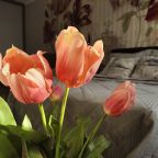 Четырехместный (Тюльпаны), Апартаменты Гостиный Дворъ и Ко на Щорса 103