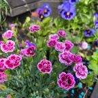 Своя ухоженная территория, Гостевой дом Рай в шалаше в Коробицыно