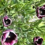 Сад, Гостевой дом Рай в шалаше в Коробицыно