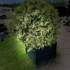 Сад, Гостевой дом Рай в шалаше в Коробицыно