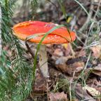 Десятиместный (Купольный домик 1), Гостевой дом Рай в шалаше в Коробицыно