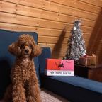 Десятиместный (Купольный домик 1), Гостевой дом Рай в шалаше в Коробицыно