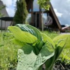 Шале (Шале 1), Гостевой дом Рай в шалаше в Коробицыно