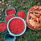 Сбор грибов и ягод, Гостевой дом Рай в шалаше в Светлом