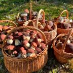 Сбор грибов и ягод, Гостевой дом Рай в шалаше в Светлом