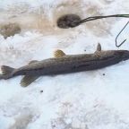 Щука, Гостевой дом Рай в шалаше в Светлом