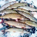 Щука, Гостевой дом Рай в шалаше в Светлом