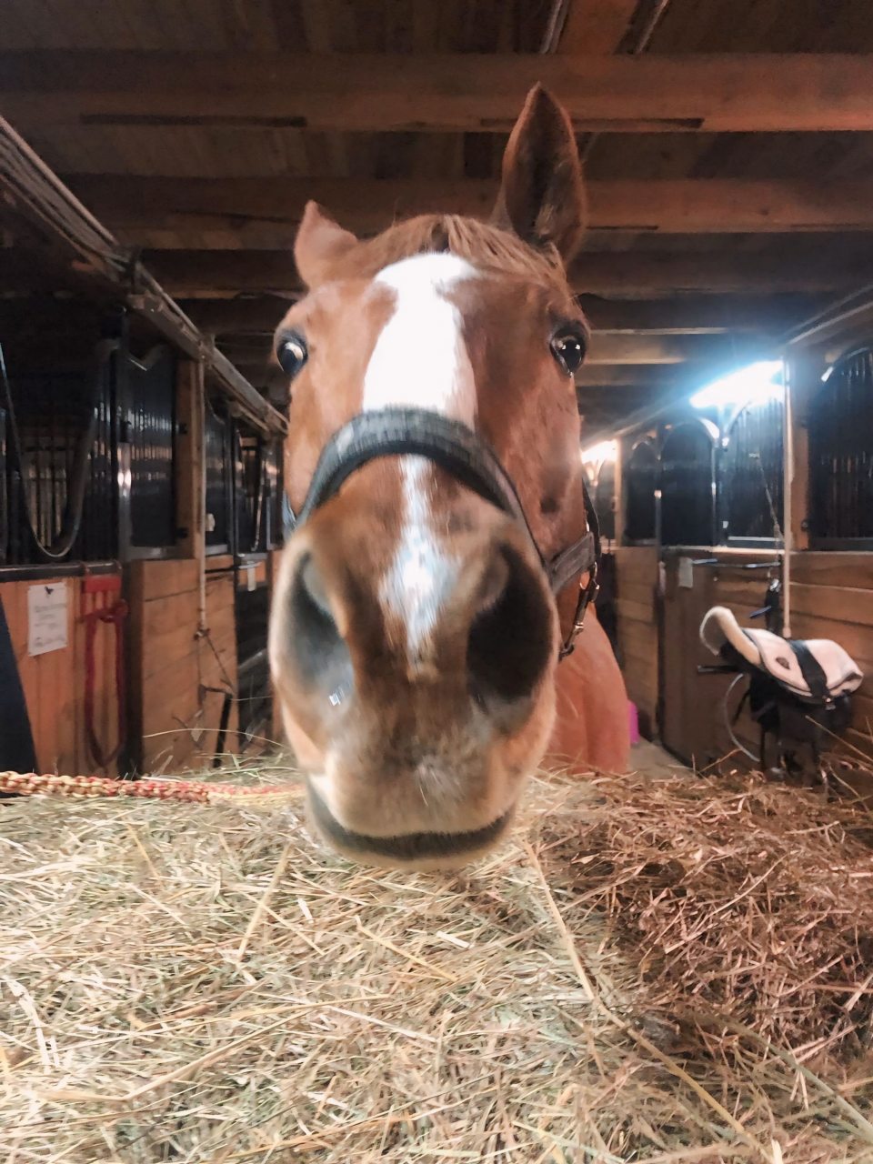 Шале (Шале 4), Гостевой дом Рай в шалаше в Светлом