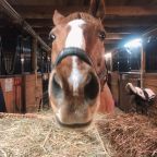 Шале (Шале 4), Гостевой дом Рай в шалаше в Светлом