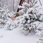 Шале (Шале 1), Гостевой дом Рай в шалаше в Светлом