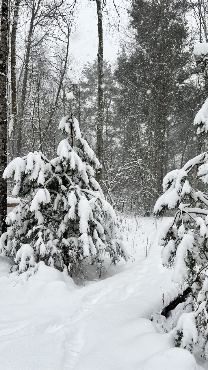 Шале (Большой дом с видом на лес), Гостевой дом Рай в шалаше в Светлом