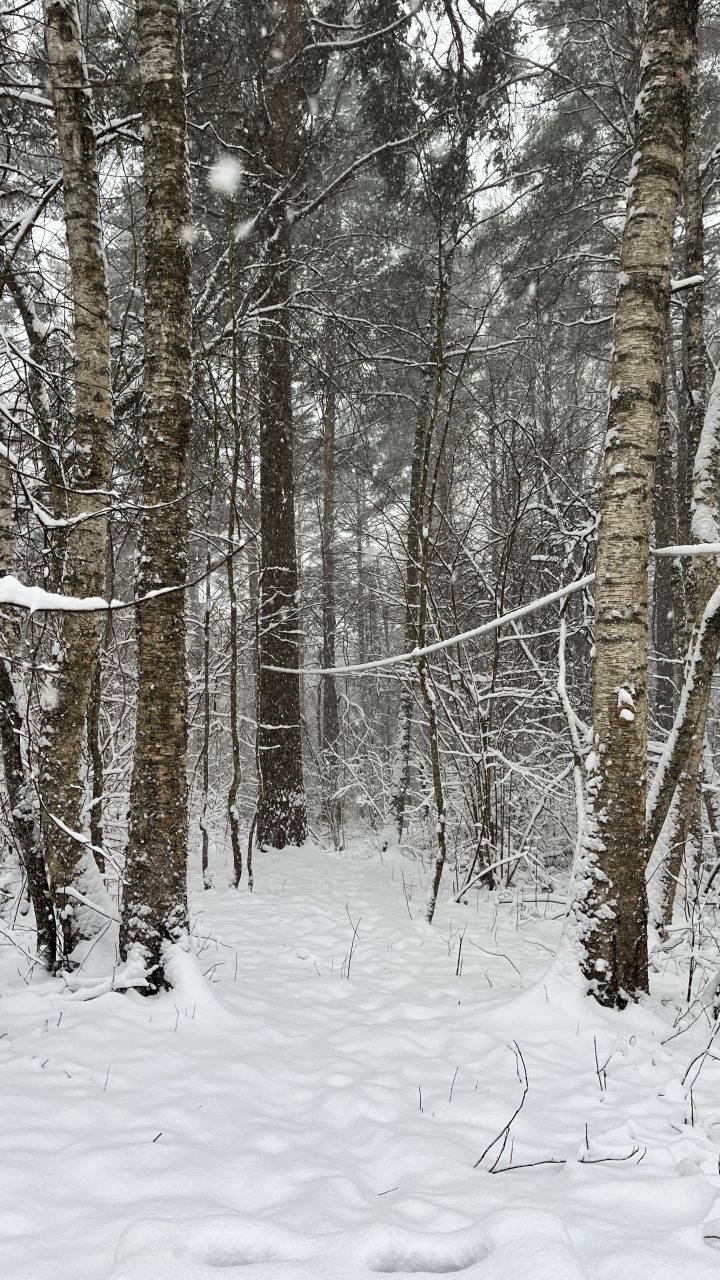 Шале (Большой дом с видом на лес), Гостевой дом Рай в шалаше в Светлом