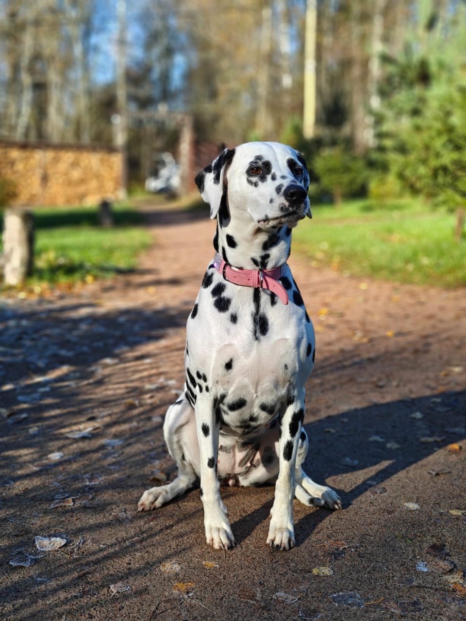 Шале (Шале 3), Гостевой дом Рай в шалаше в Светлом