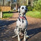 Шале (Шале 3), Гостевой дом Рай в шалаше в Светлом