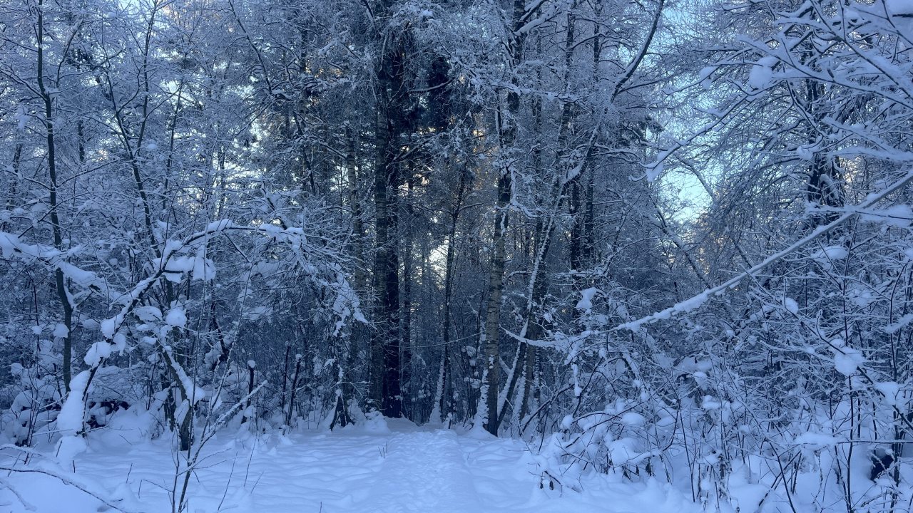 Шале (Большой дом с видом на лес), Гостевой дом Рай в шалаше в Светлом