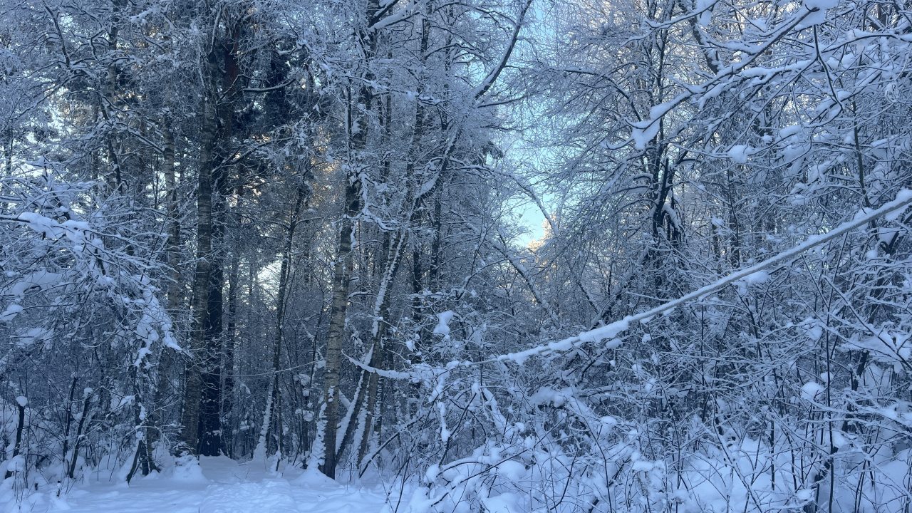Шале (Большой дом с видом на лес), Гостевой дом Рай в шалаше в Светлом