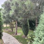 Настольный теннис, Загородный дом-шале Pinebrook