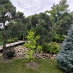 Настольный теннис, Загородный дом-шале Pinebrook