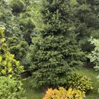 Настольный теннис, Загородный дом-шале Pinebrook