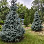 Настольный теннис, Загородный дом-шале Pinebrook