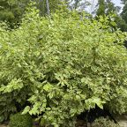 Настольный теннис, Загородный дом-шале Pinebrook