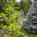 Настольный теннис, Загородный дом-шале Pinebrook