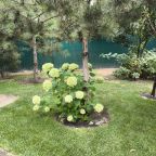 Настольный теннис, Загородный дом-шале Pinebrook