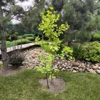 Настольный теннис, Загородный дом-шале Pinebrook