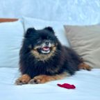 Допускается размещение домашних животных, Отель Вятские улочки Север